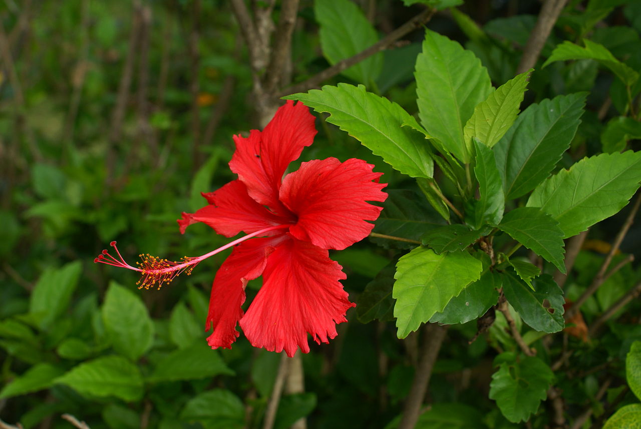 Interesting facts about hibiscus that will blow your mind Suryan FM