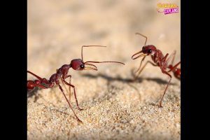 Interesting Facts about Ants