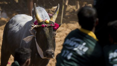 Jallikattu (picture only for representative purpose)