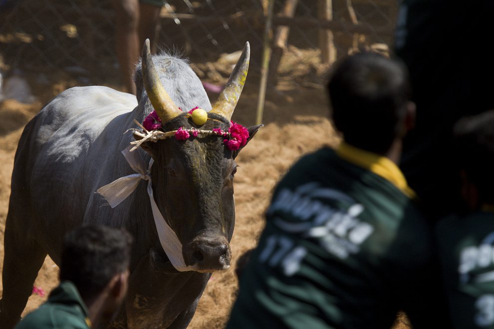 Jallikattu (picture only for representative purpose)