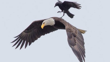 Eagle-Crow