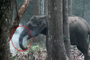 "Smoking elephant" goes viral on social media