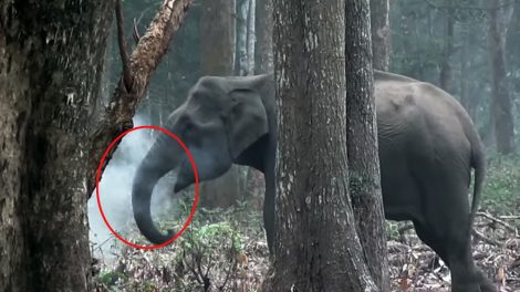 "Smoking elephant" goes viral on social media