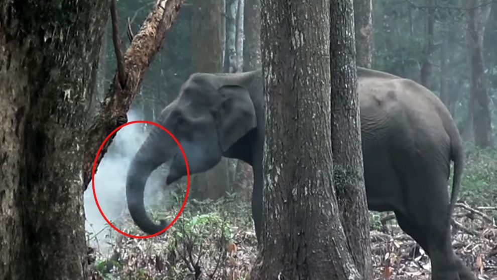 "Smoking elephant" goes viral on social media