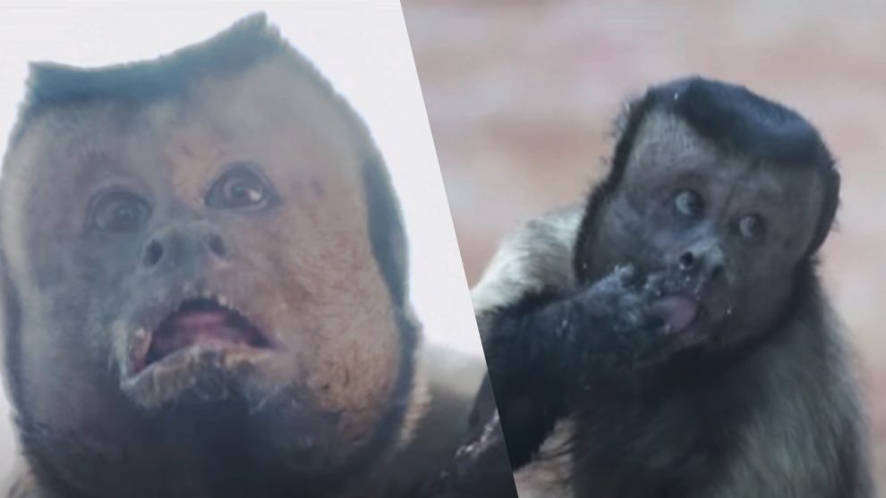 Video of monkey with human face goes viral