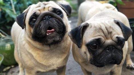 Pugs