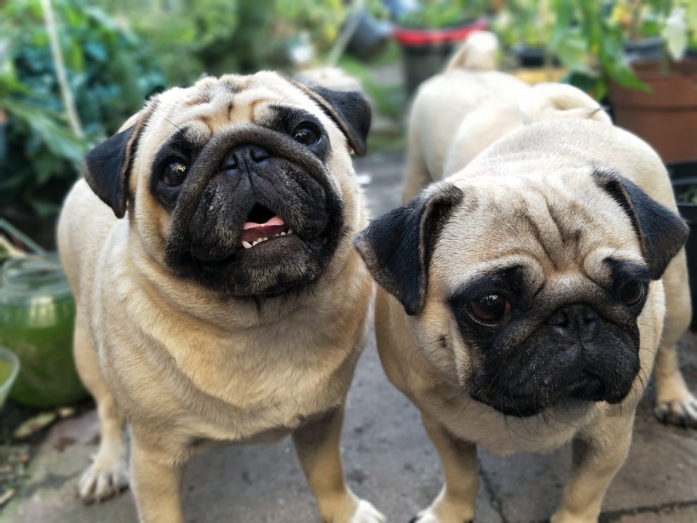 Pugs