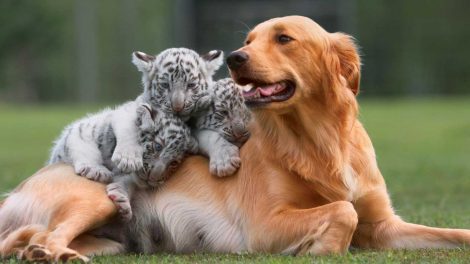 Dog-&-Tiger