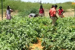 Tirunelveli school agriculture