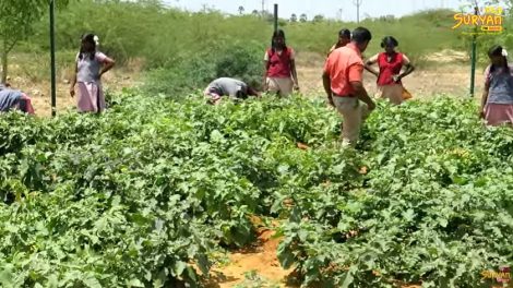 Tirunelveli school agriculture