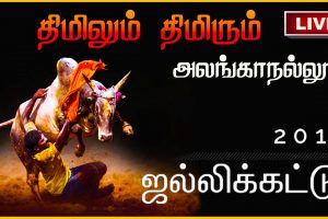 Alanganallur Jallikattu