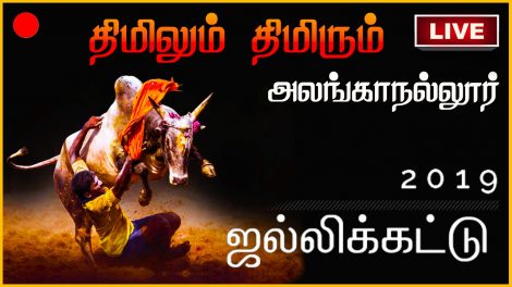 Alanganallur Jallikattu
