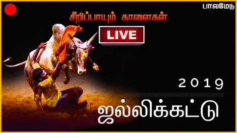Palamedu Jallikattu