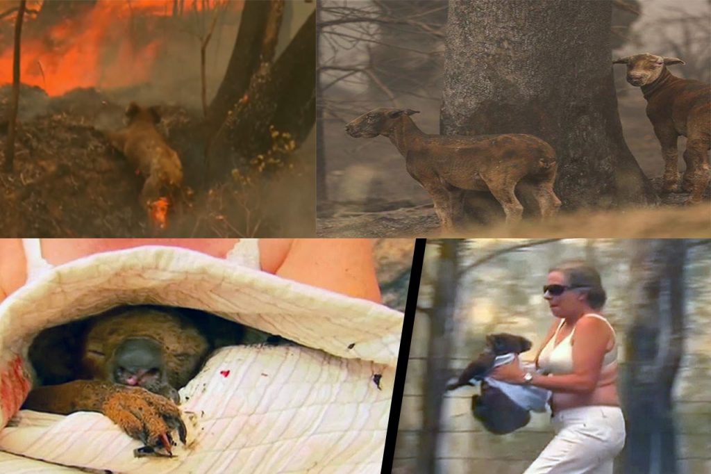 Animals Suffered - Bush Fire