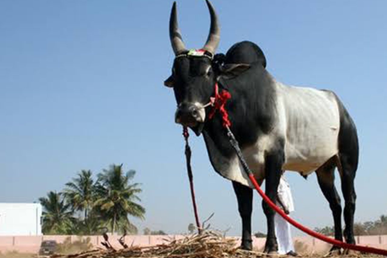 Jallikattu Kaalai