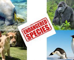 Endangered-Animals-Part-2
