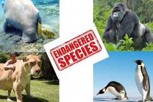 Endangered-Animals-Part-2