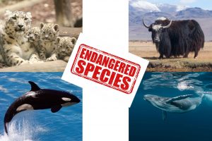 Endangered-Animals-Part-3