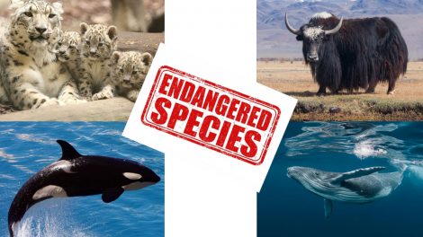 Endangered-Animals-Part-3