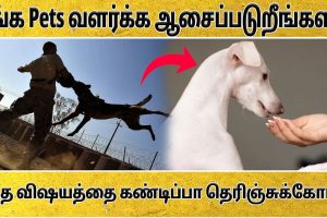 10 Steps for Pet Lovers