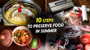 Ten steps to Preserve food in summer | Suryan Explains