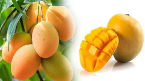பழங்களின் அரசன் – மாம்பழம் | Mango Day Special in Tamil 2025