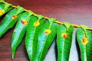 The auspicious Maavilai Thorana