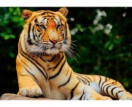 World Tiger day