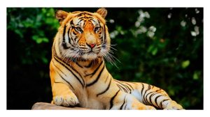 World Tiger day