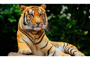 World Tiger day