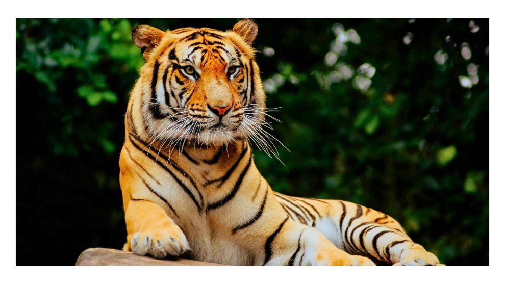 World Tiger day