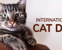 Cat Day