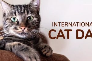 Cat Day