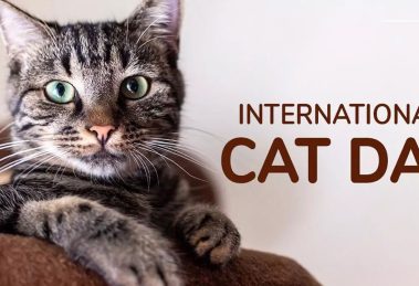 Cat Day