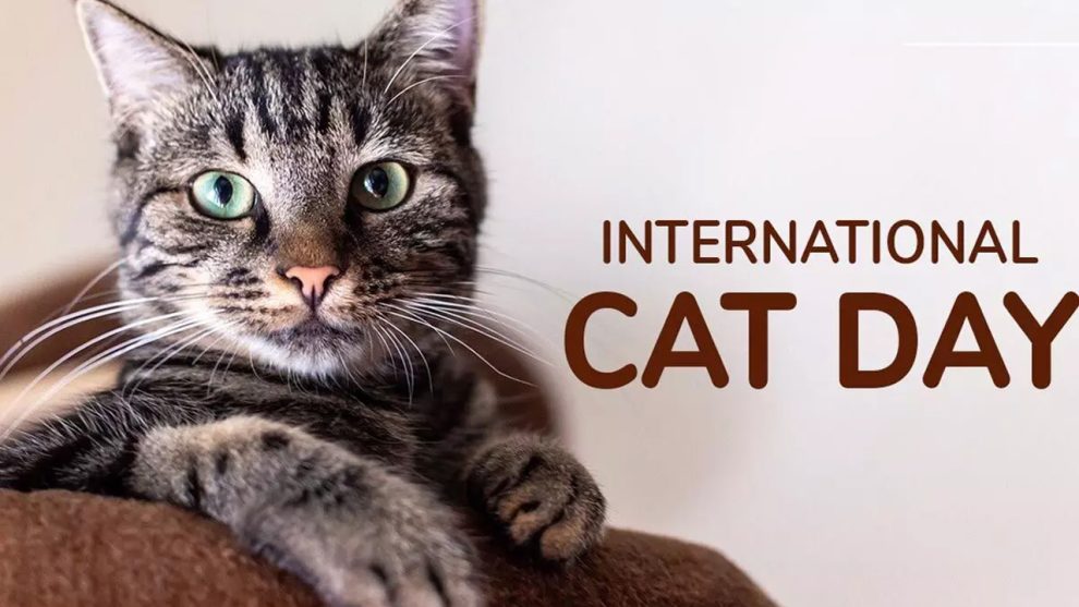 Cat Day